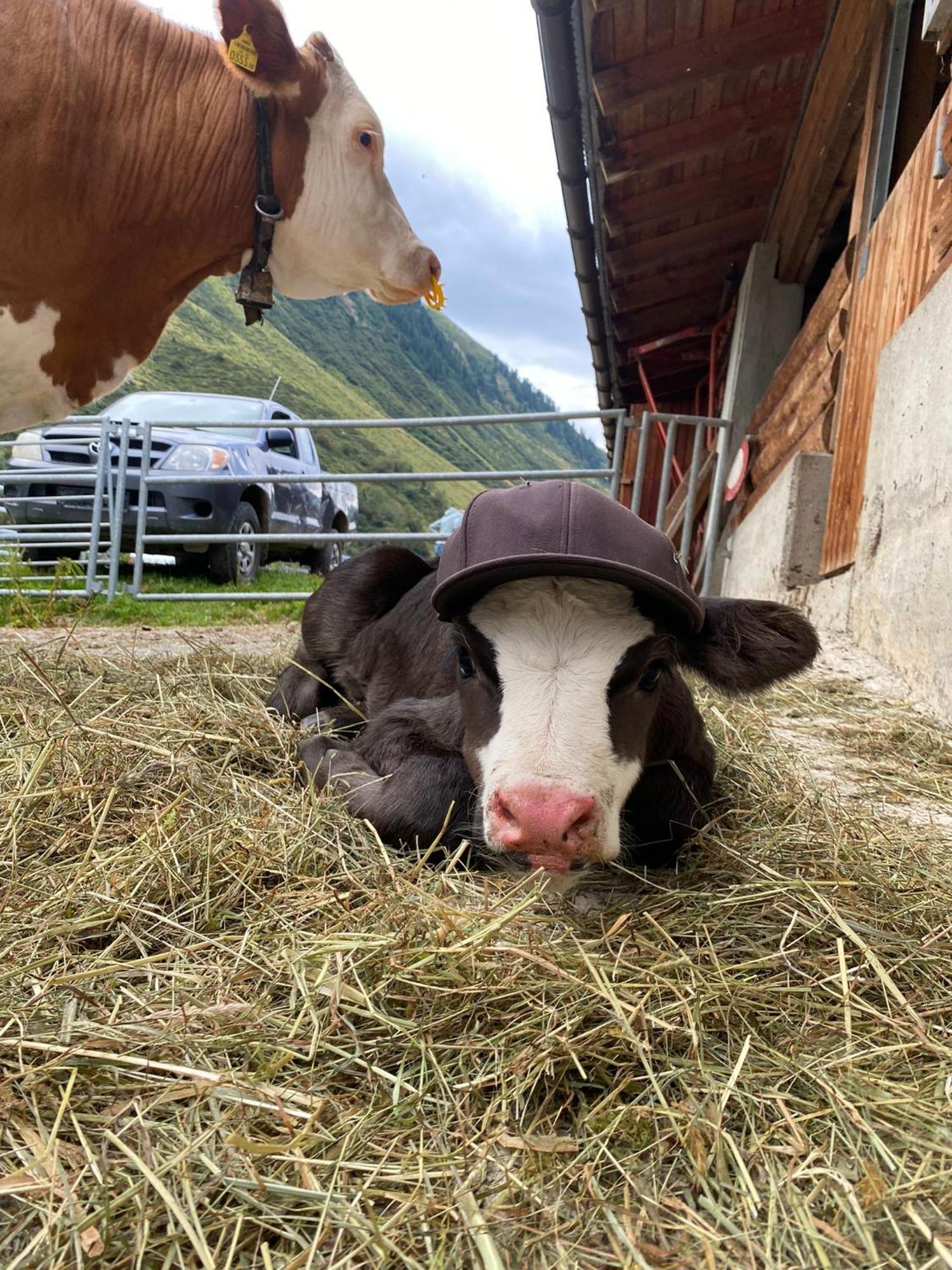 Ferienhof Bichlhof Arzl im Pitztal Buitenkant foto